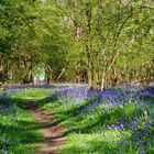 Blue Bells