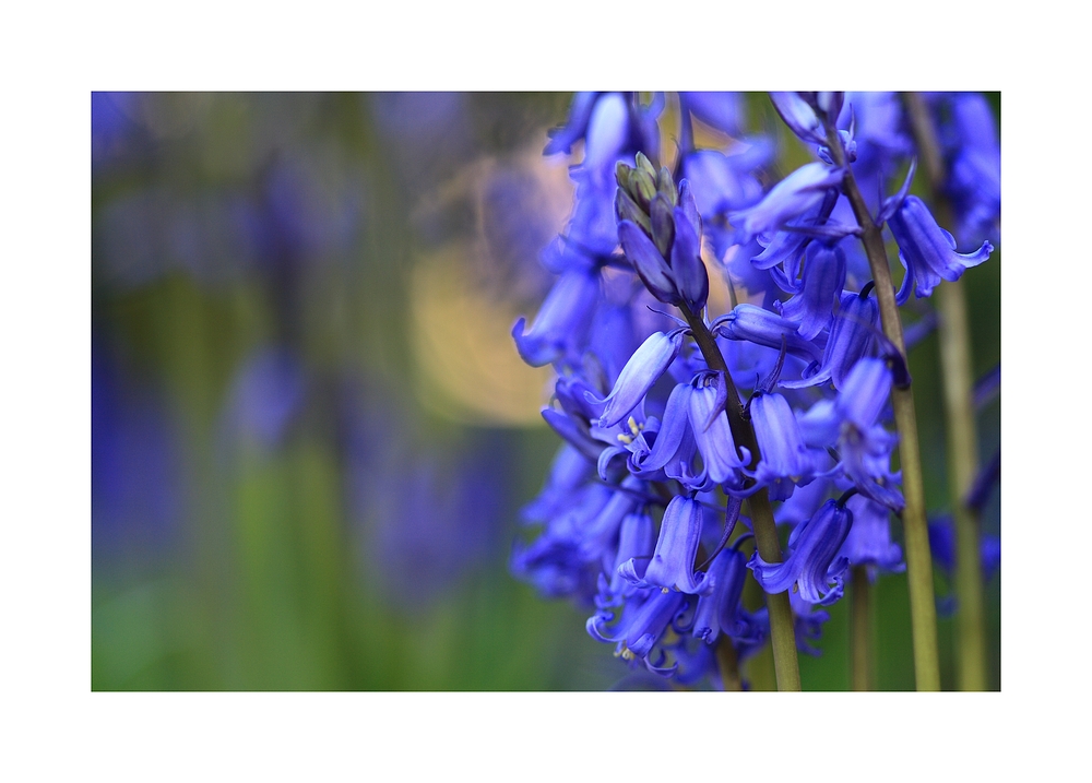 Blue bells