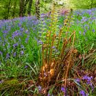 "Blue-Bells and Ferns"