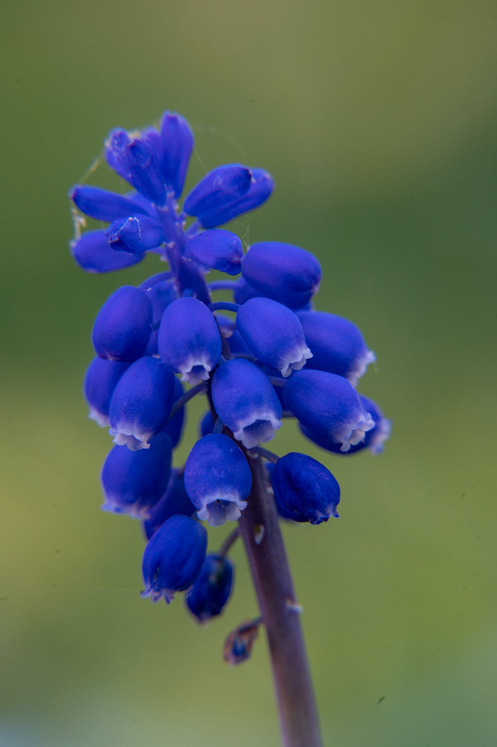 Blue Bells