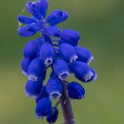 Blue Bells