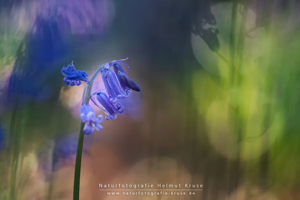 Blue Bells Bokeh