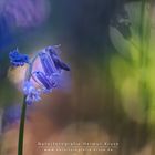 Blue Bells Bokeh