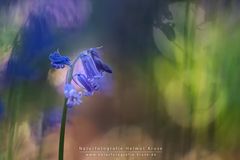 Blue Bells Bokeh