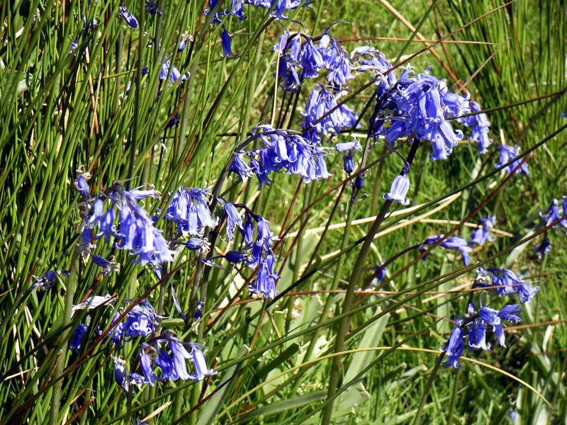 Blue Bells