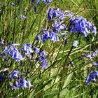 Blue Bells