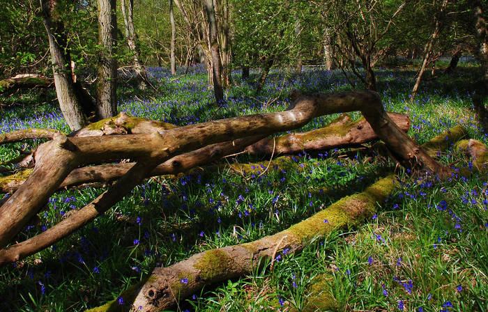 Blue Bells