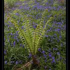 Blue bells