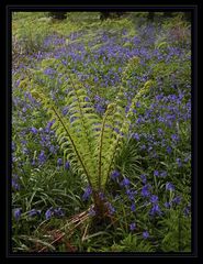 Blue bells