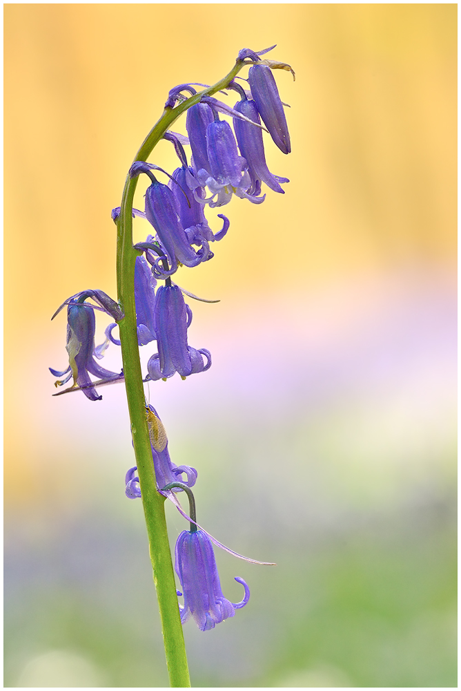 Blue bells - Hallerbos ...