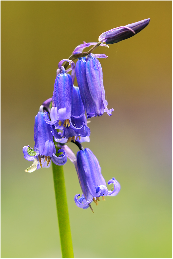 Blue bells - Hallerbos