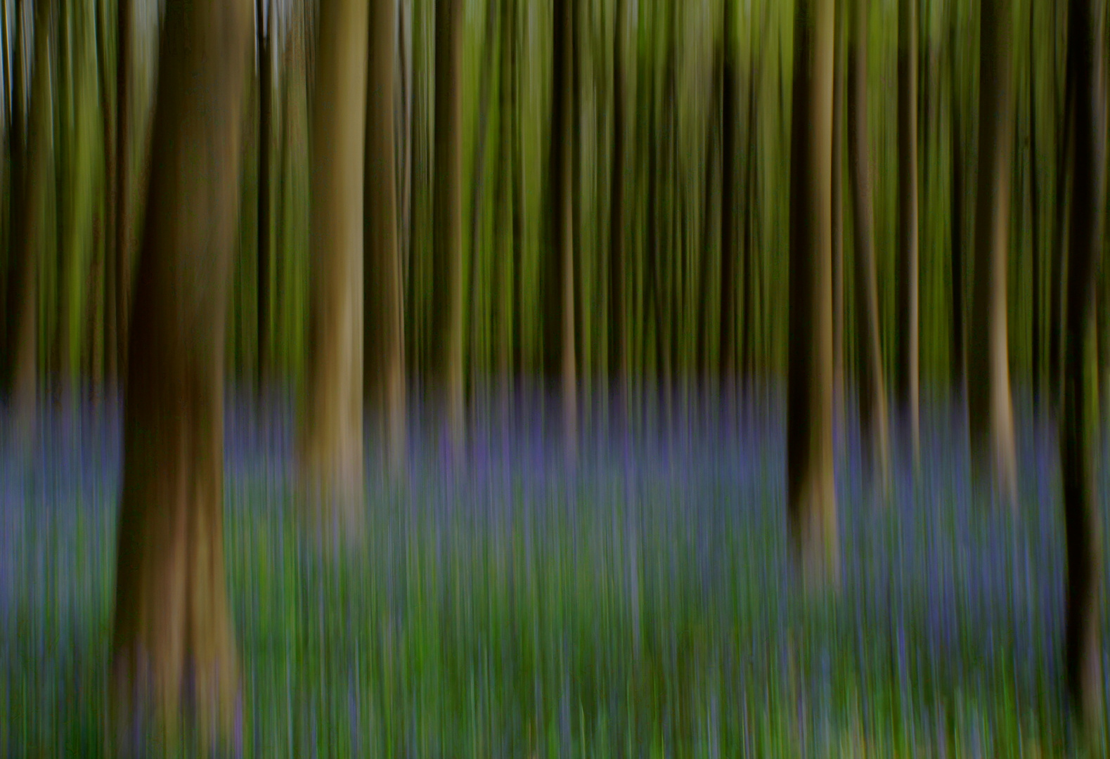 Blue bells in the forest