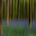 Blue bells in the forest