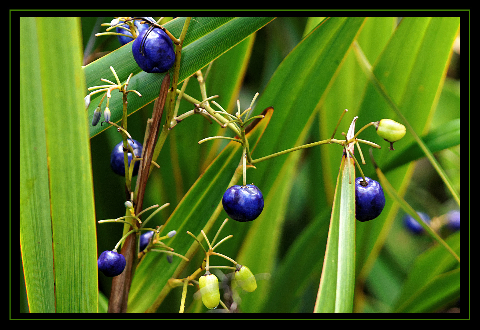 Blue Berries