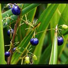 Blue Berries