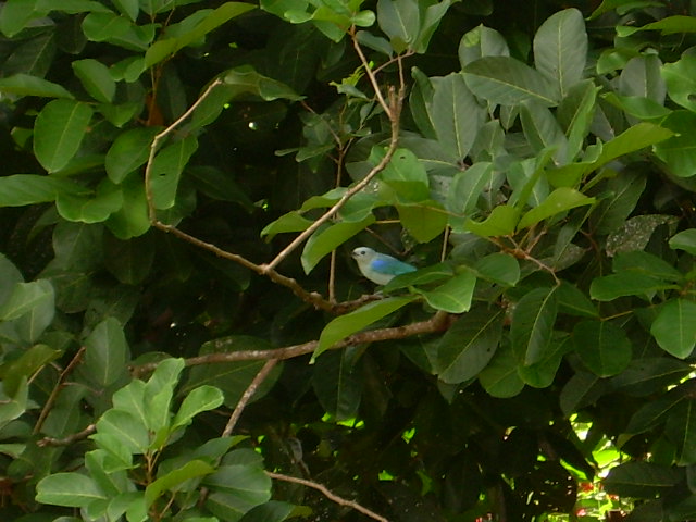 Blue Bird