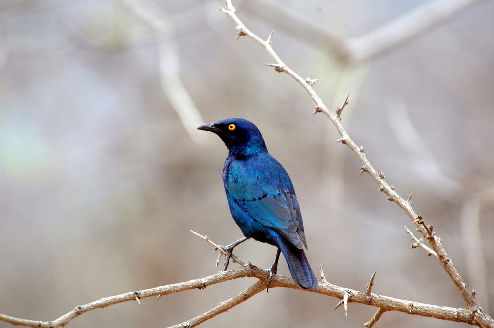 Blue Bird