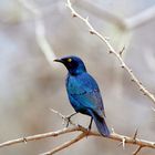 Blue Bird