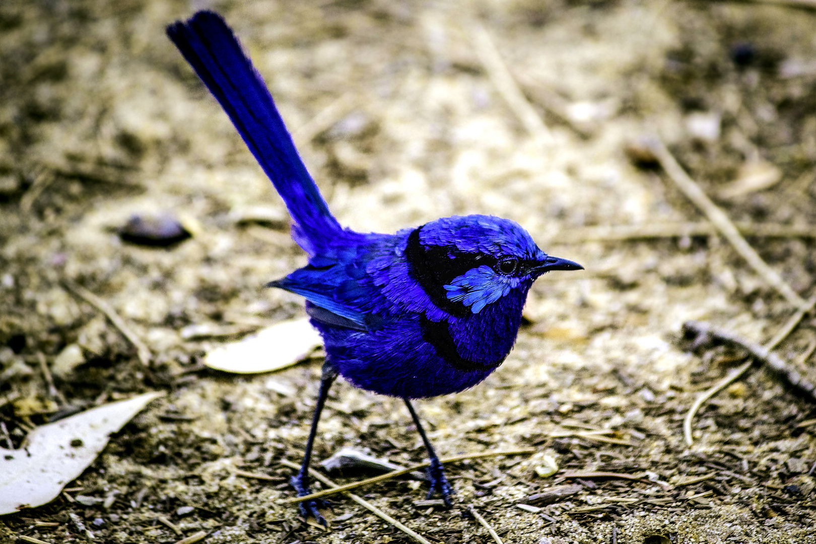 Blue Bird