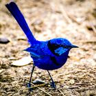 Blue Bird