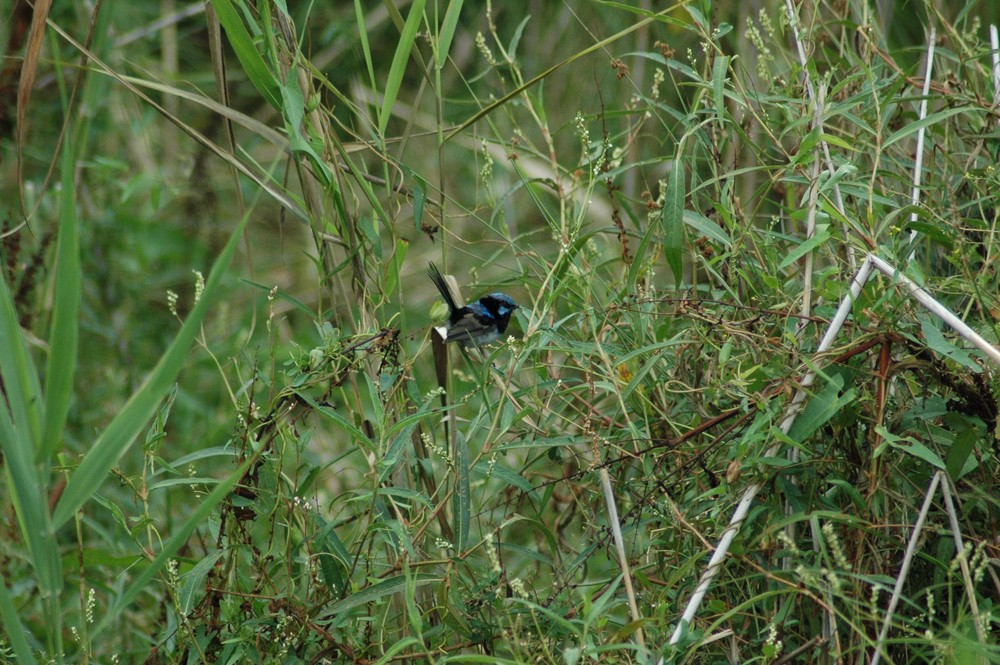 Blue Bird Sitting in Tree