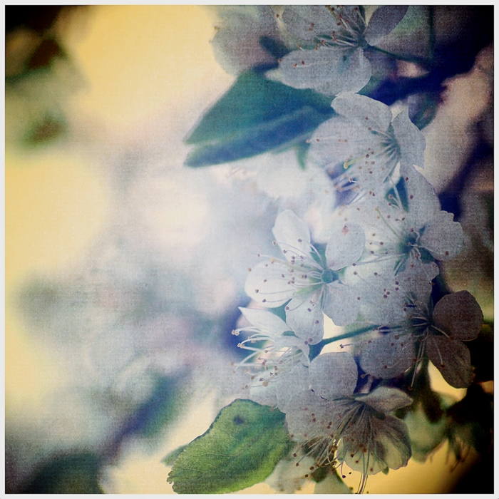 blue bloom