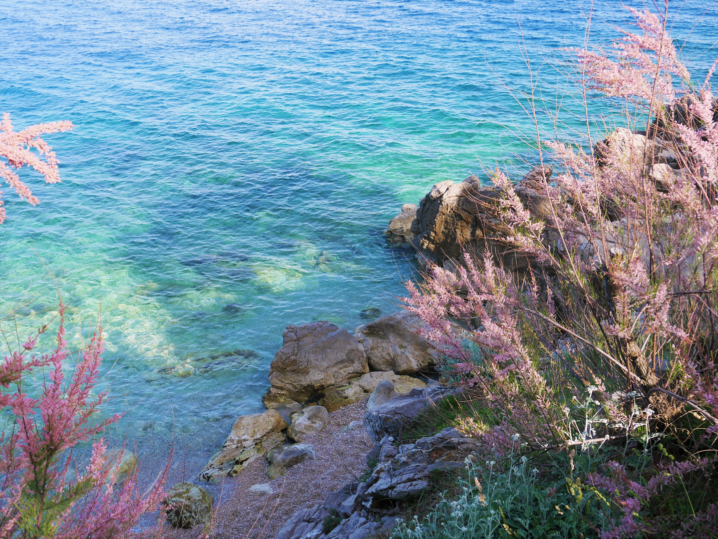 Blue Blossom Sea