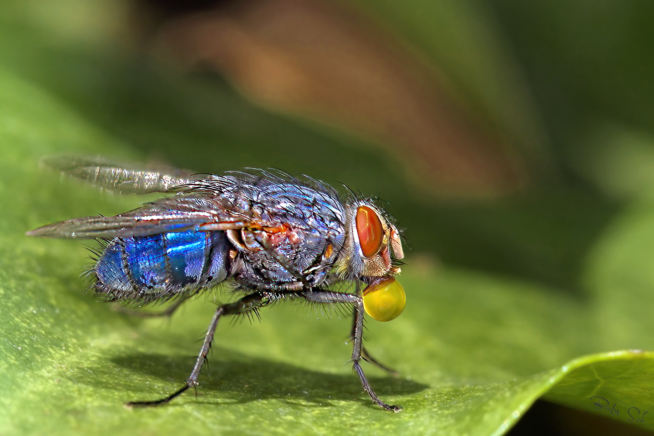 Blue blowfly