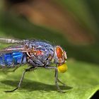 Blue blowfly