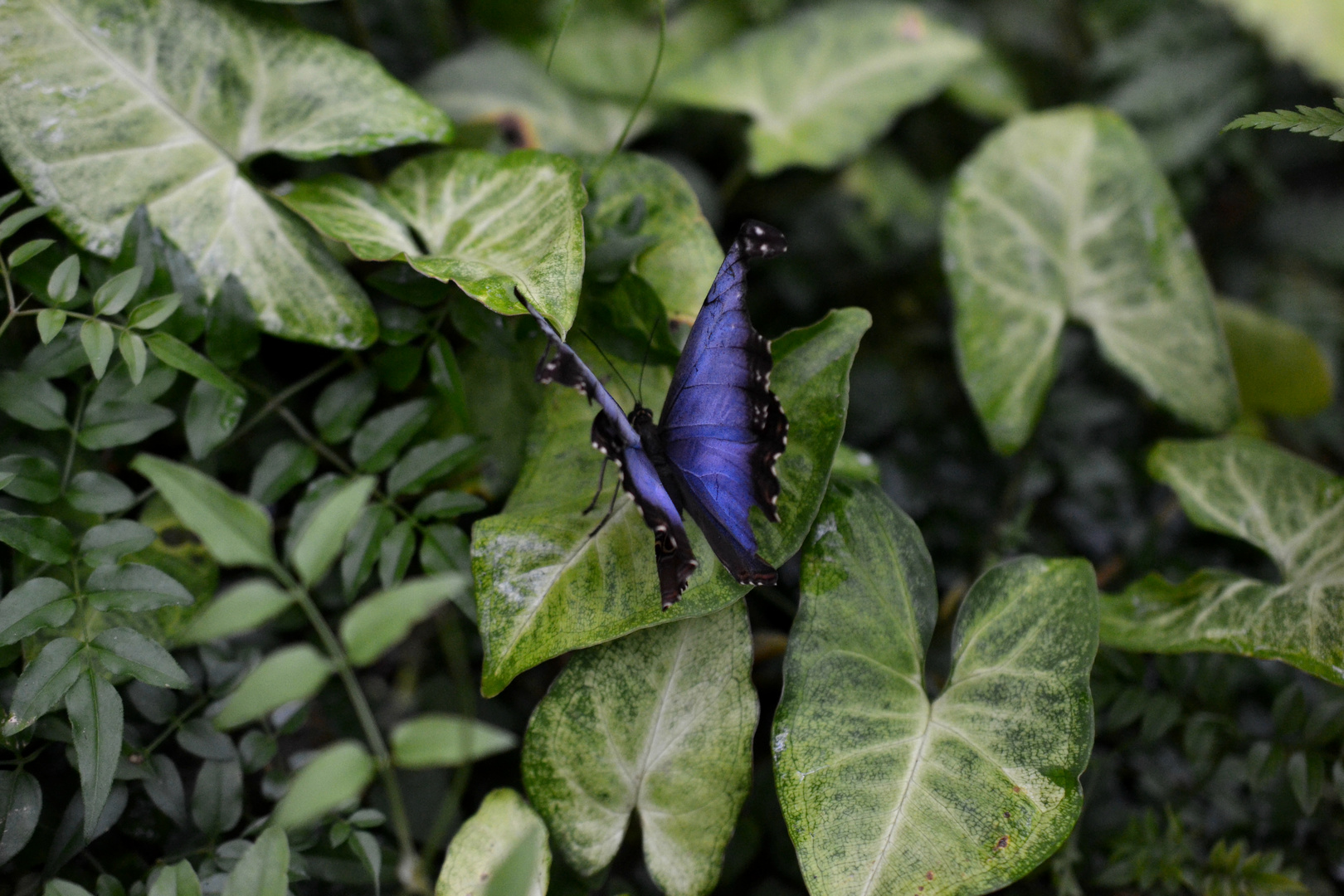 Blue Blue Butterfly