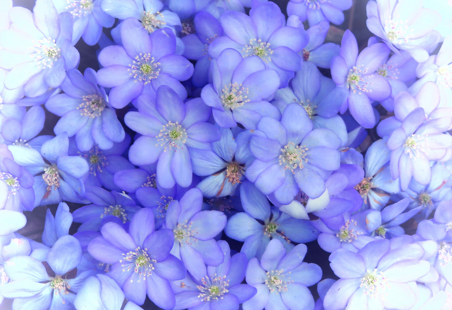 Blue Blüher Foto & Bild | pflanzen, pilze & flechten, blüten ...