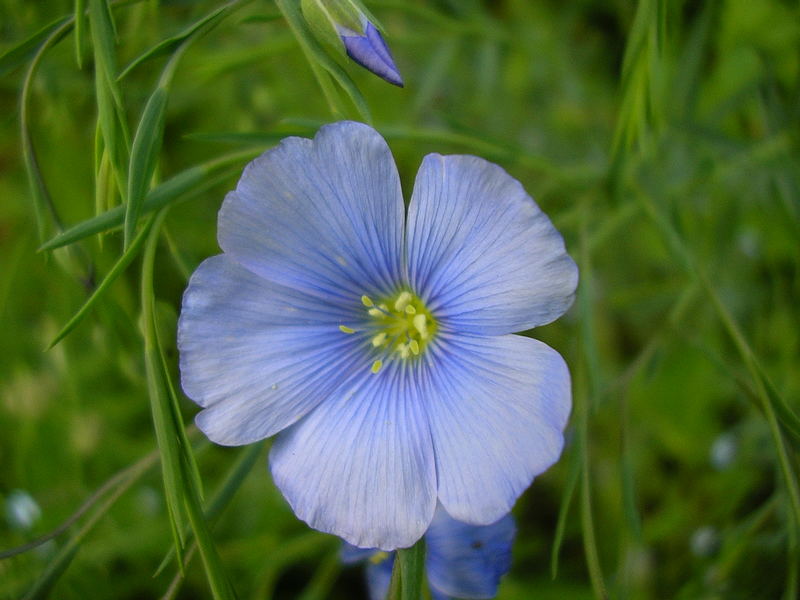 Blue Blüte