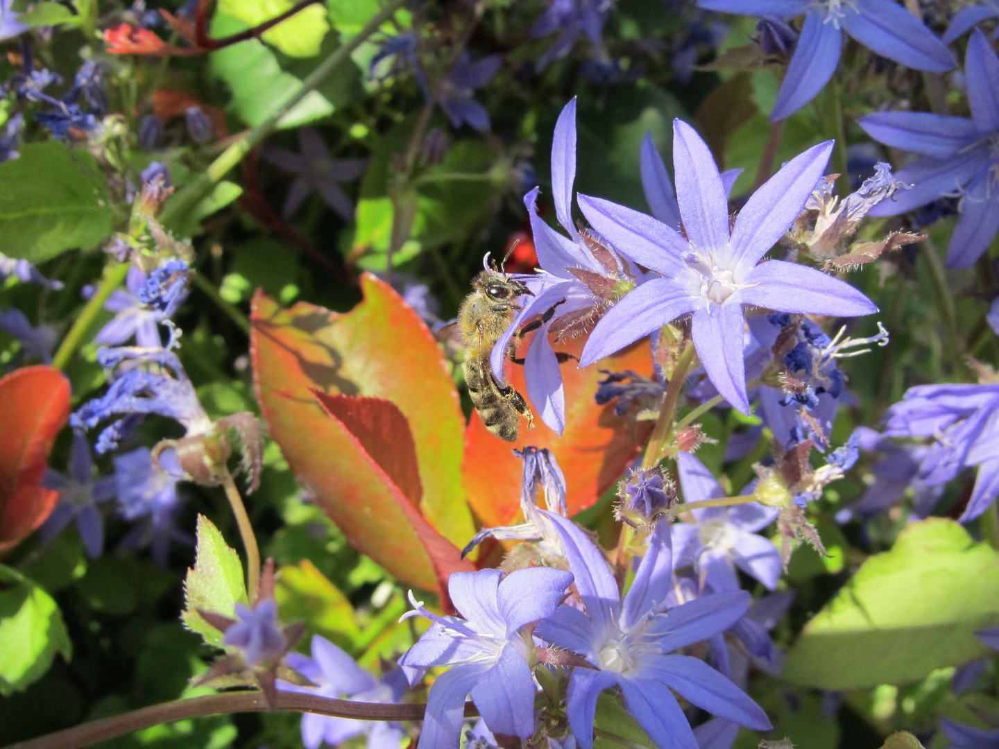 Blue Blüten mit Biene