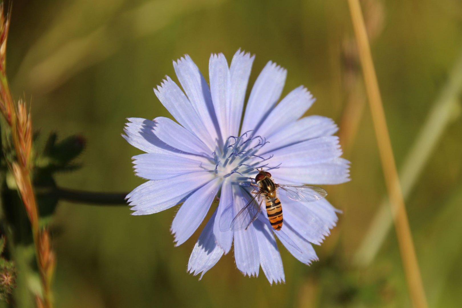 blue Blume