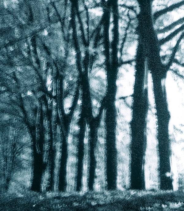Blue blurry trees
