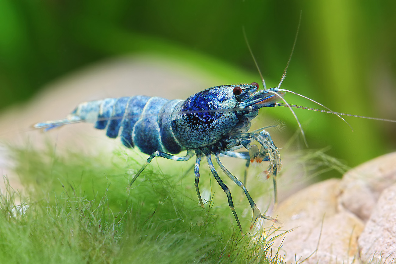 Blue Bolt Shrimp