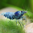 Blue Bolt Shrimp