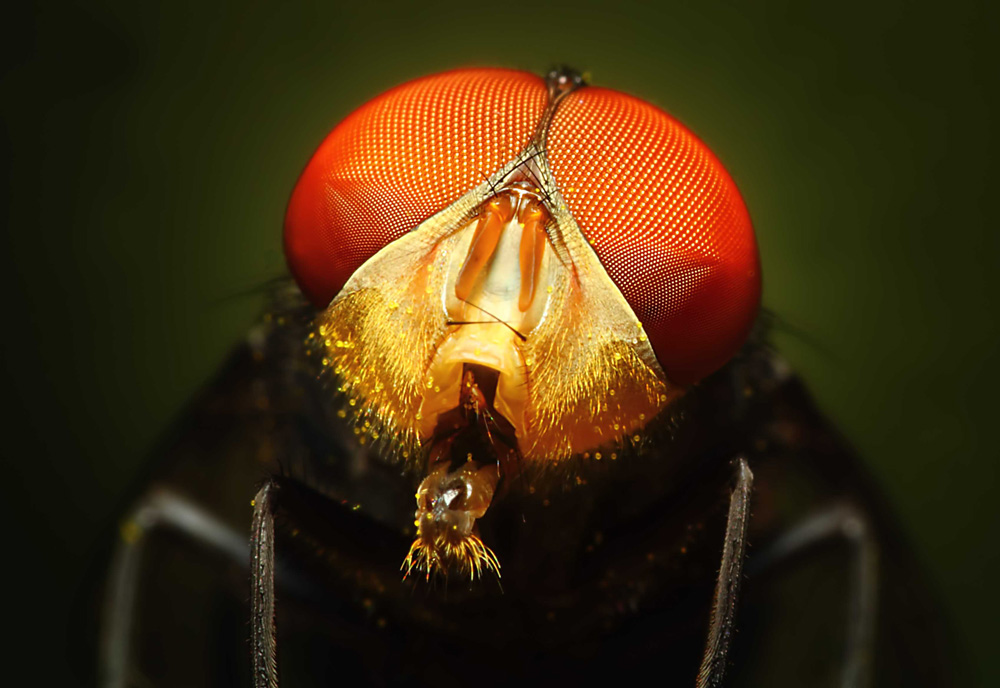 Blue Bottle Fly