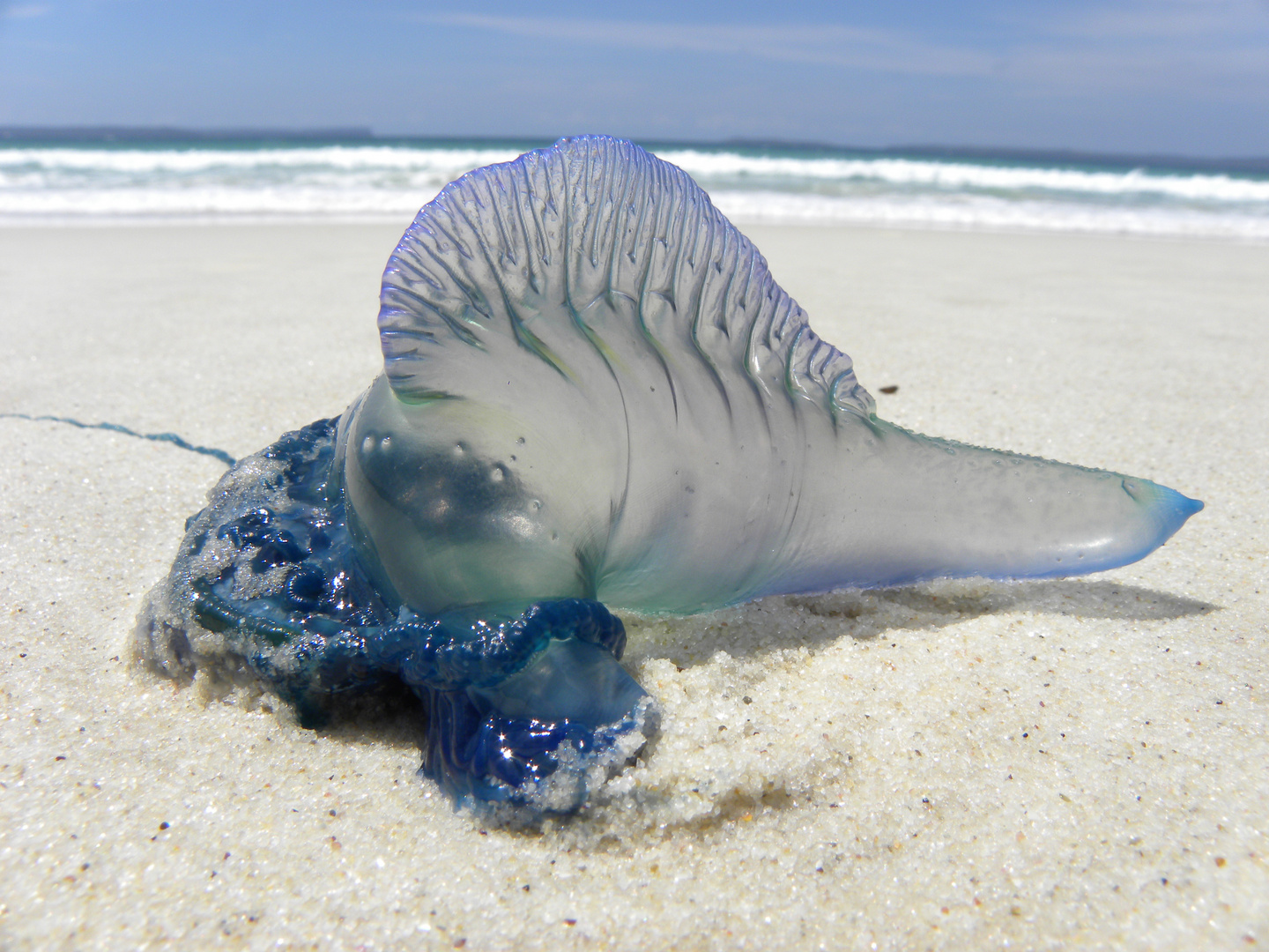 Blue Bottle Qualle / Australien