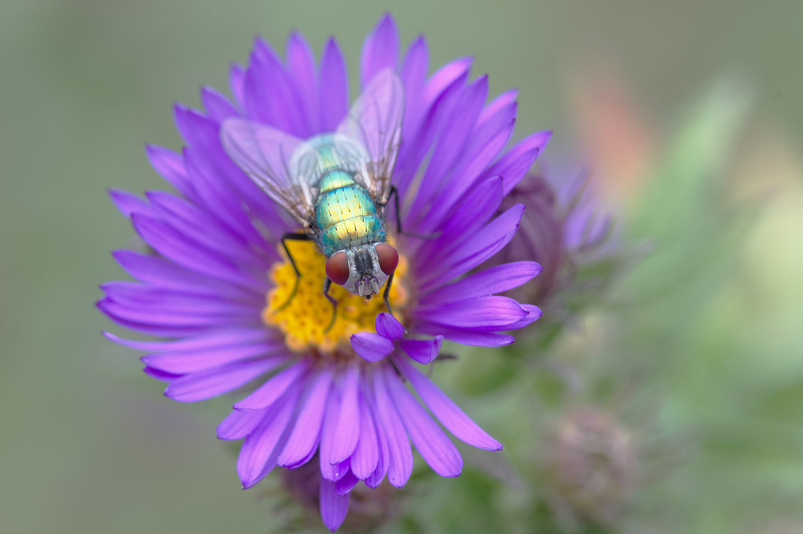 Blue Bottlefly on Aster Blossom