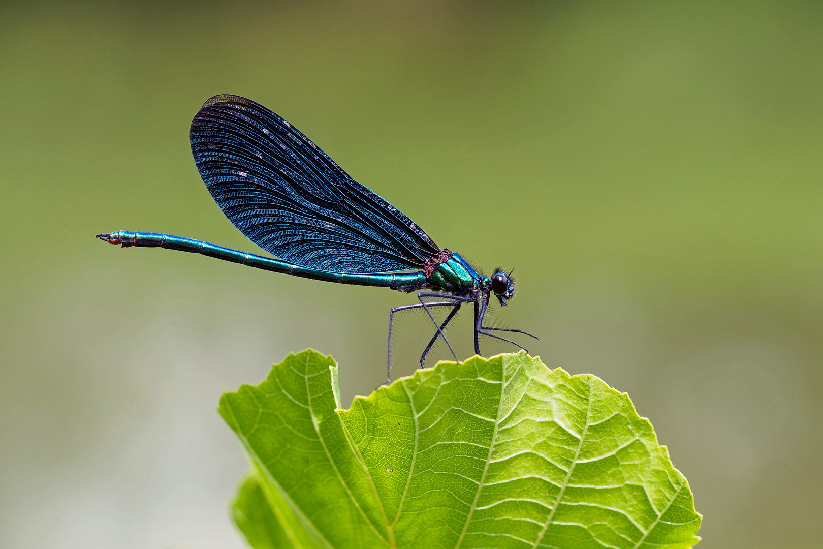 Blue Boy