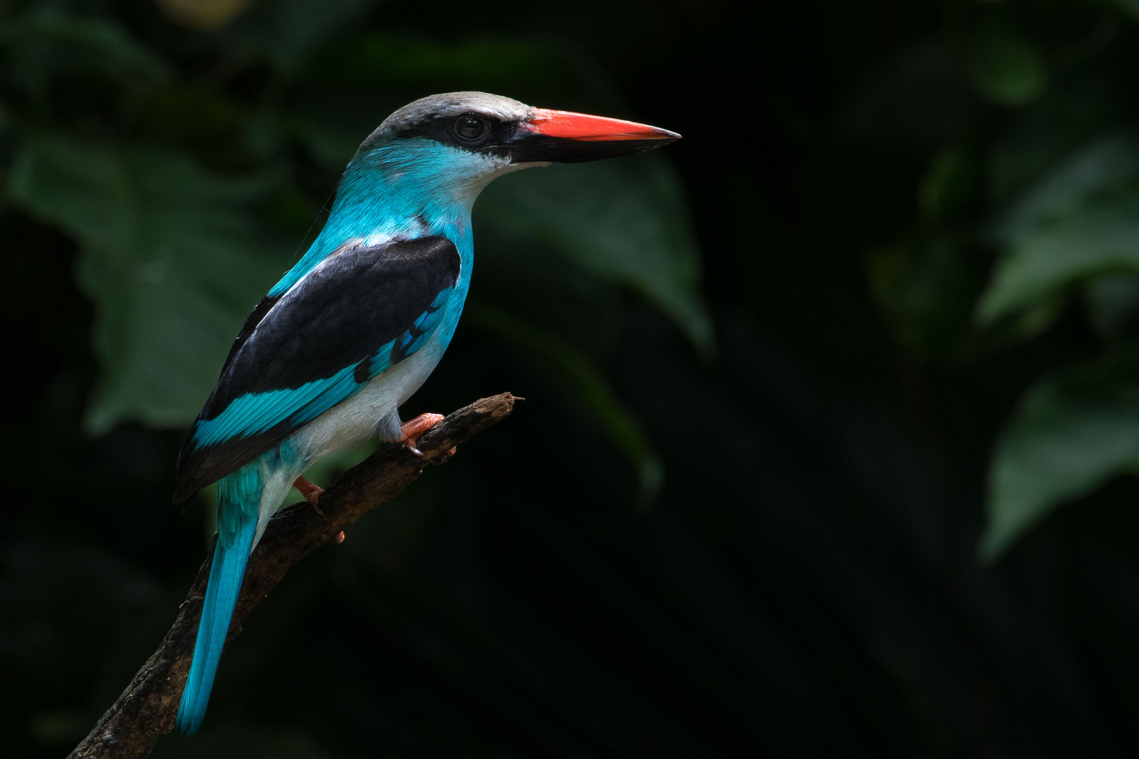 Blue-breasted Kingfisher...