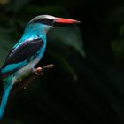 Blue-breasted Kingfisher...