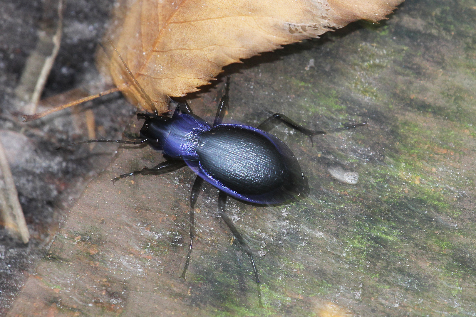 Blue Bug