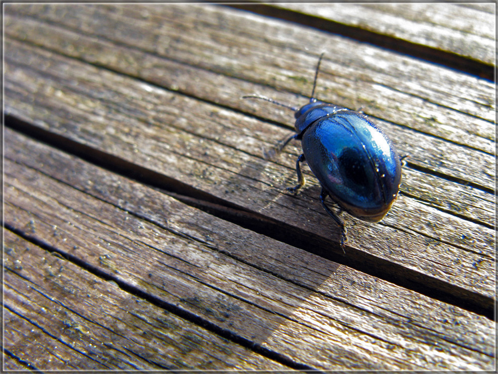 Blue Bug Shadow