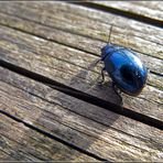 Blue Bug Shadow