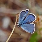 Blue Butterfly ...