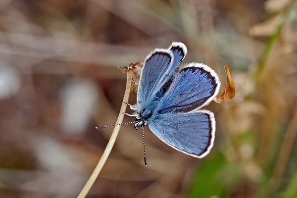 Blue Butterfly ...