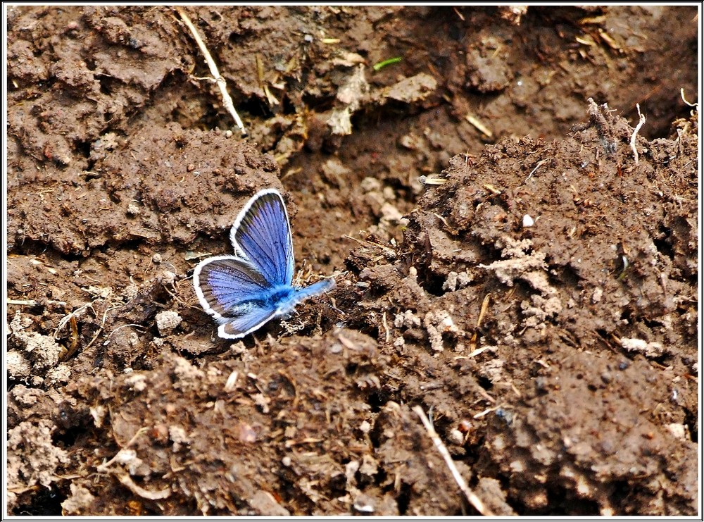 Blue butterfly