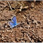 Blue butterfly